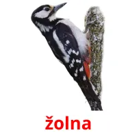 žolna picture flashcards