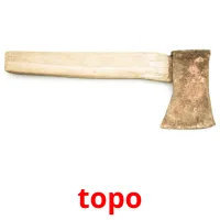 topo picture flashcards