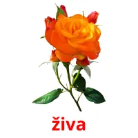 živa picture flashcards