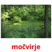 močvirje picture flashcards