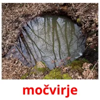 močvirje picture flashcards