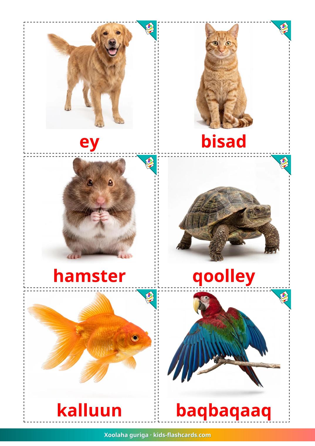 Domestic animals - 11 Free Printable somali Flashcards