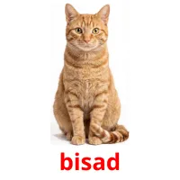 bisad picture flashcards