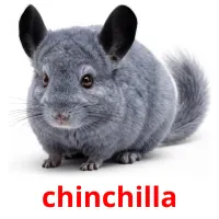 chinchilla picture flashcards