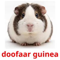 doofaar guinea picture flashcards