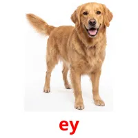 ey picture flashcards