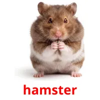 hamster picture flashcards