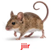 jiir picture flashcards