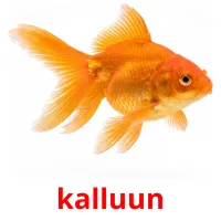 kalluun picture flashcards