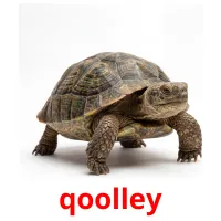 qoolley picture flashcards