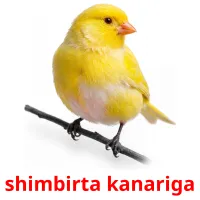 shimbirta kanariga picture flashcards