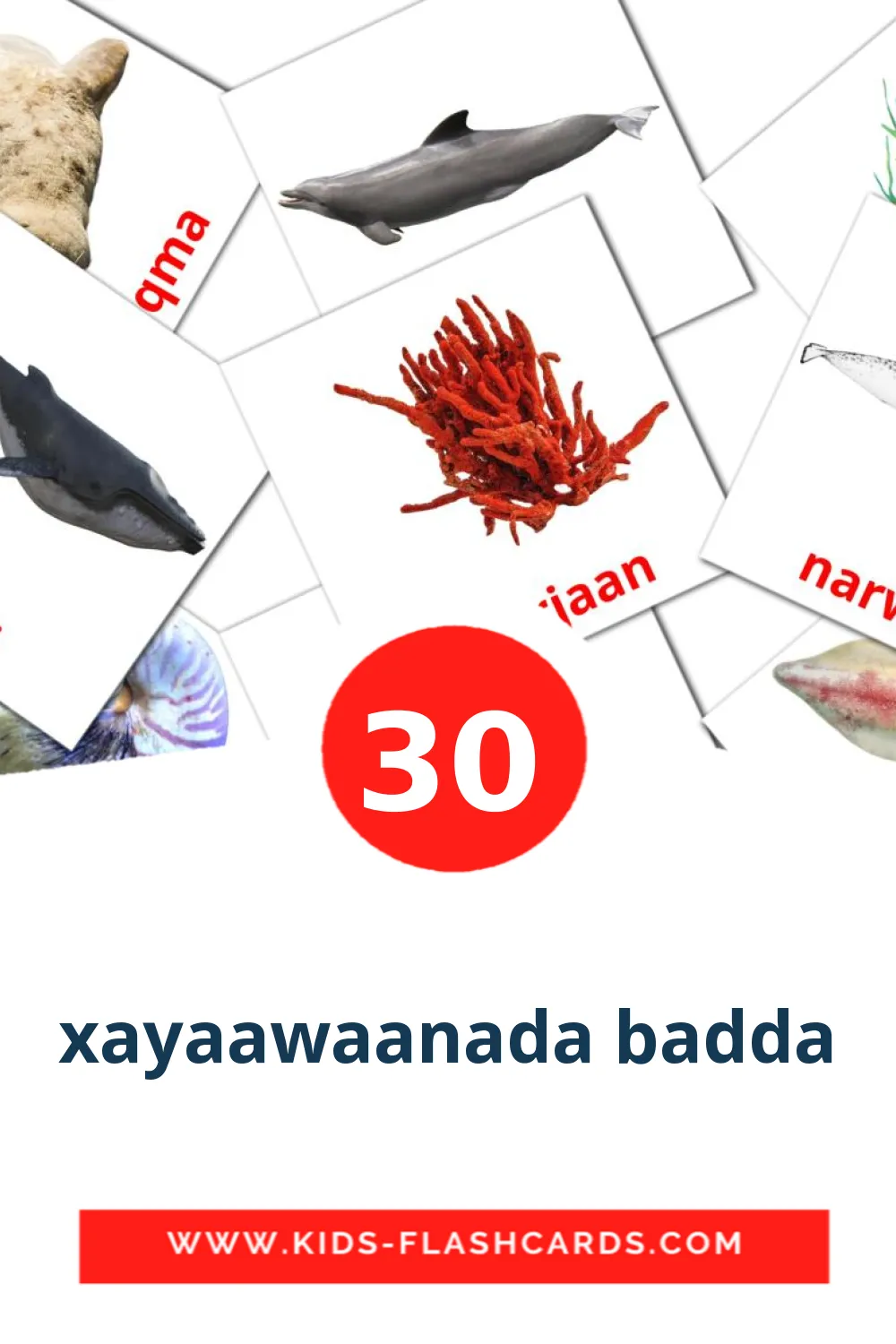 30 xayaawaanada badda Picture Cards for Kindergarden in serbe