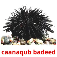 caanaqub badeed picture flashcards