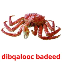 dibqalooc badeed picture flashcards