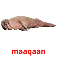 maaqaan picture flashcards