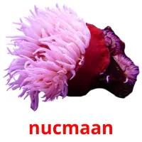 nucmaan picture flashcards