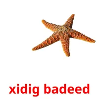 xidig badeed picture flashcards