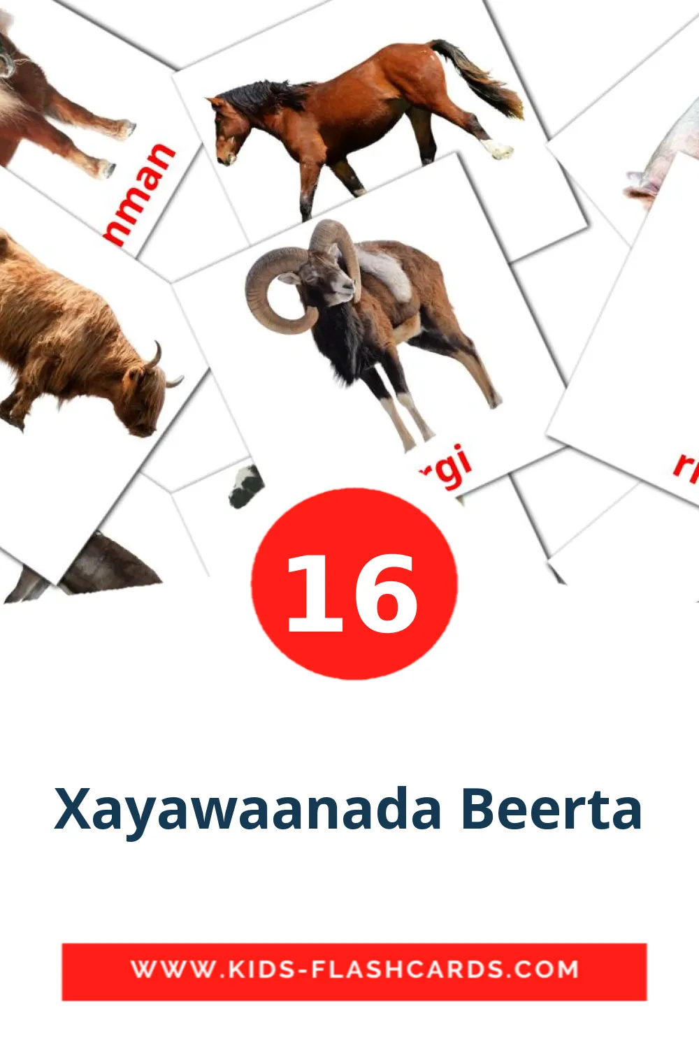 16 billedkort for børn med Xayawaanada Beerta til børnehaveklassen på japonés