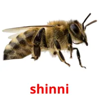shinni billedkort for børn med billeder