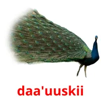 daa'uuskii picture flashcards