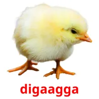 digaagga picture flashcards