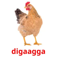 digaagga picture flashcards