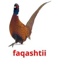 faqashtii picture flashcards
