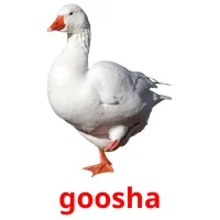 goosha picture flashcards
