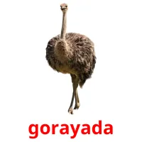gorayada picture flashcards