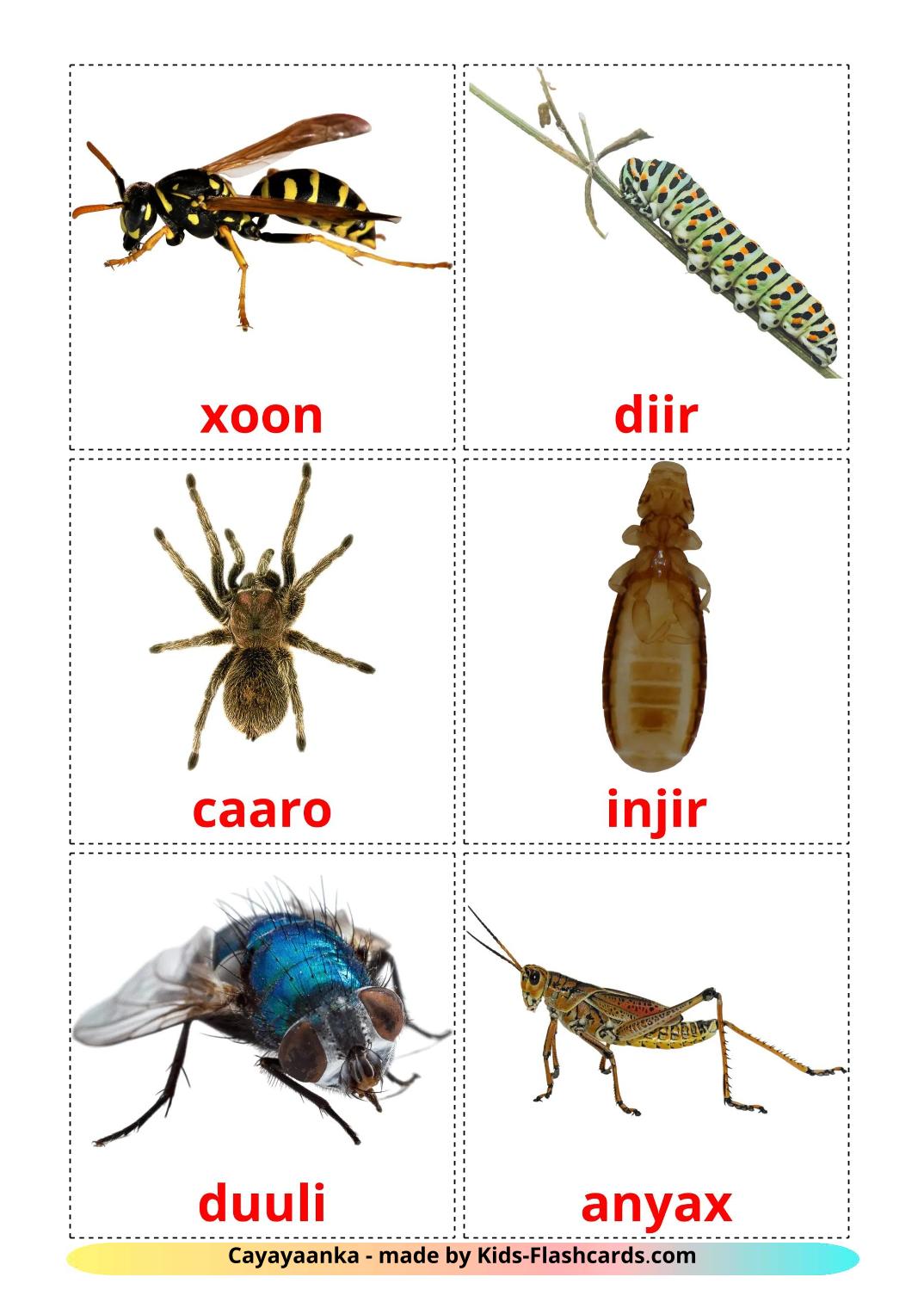 Insekter - 24 gratis utskrivbara somali bildkort för barn