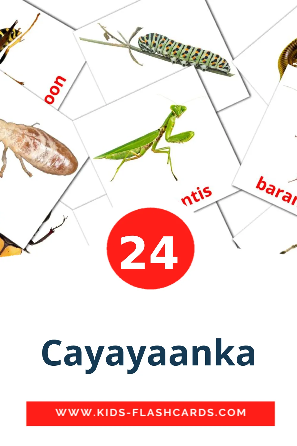 24 bildkort med Cayayaanka för barnträdgården på somali