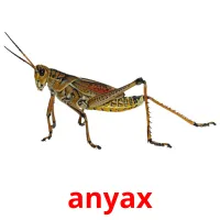 anyax bildkort för barn