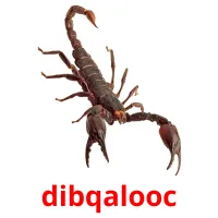 dibqalooc bildkort för barn