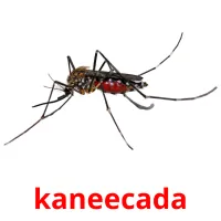 kaneecada bildkort för barn