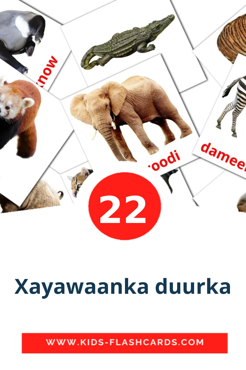 22 tarjetas didacticas de Xayawaanka duurka para el jardín de infancia en somalí