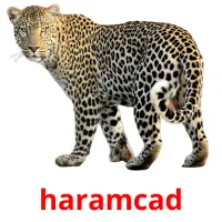 haramcad Tarjetas didacticas