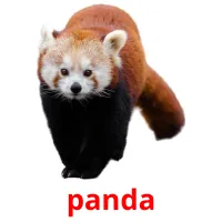 panda Tarjetas didacticas