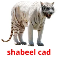 shabeel cad Tarjetas didacticas