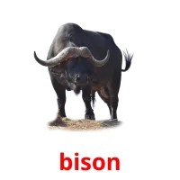 bison picture flashcards
