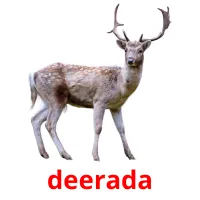 deerada picture flashcards