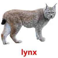 lynx picture flashcards