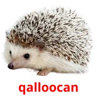 qalloocan picture flashcards