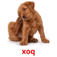 xoq ansichtkaarten
