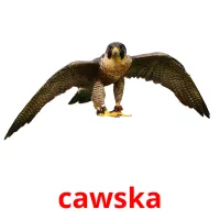 cawska bildekort