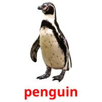 penguin bildekort