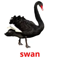 swan bildekort