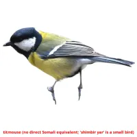 titmouse (no direct Somali equivalent; 'shimbir yar' is a small bird) bildekort