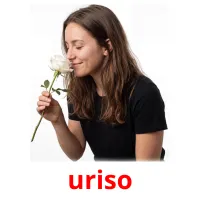 uriso flashcards illustrate