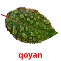 qoyan cartões com imagens