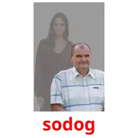 sodog kuvakortit